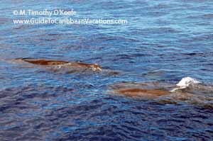 Sperm Whales Logging